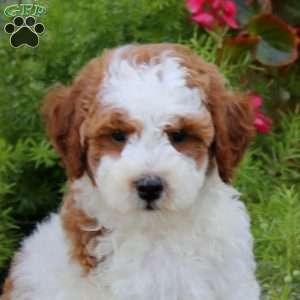 Johnny, Mini Goldendoodle Puppy