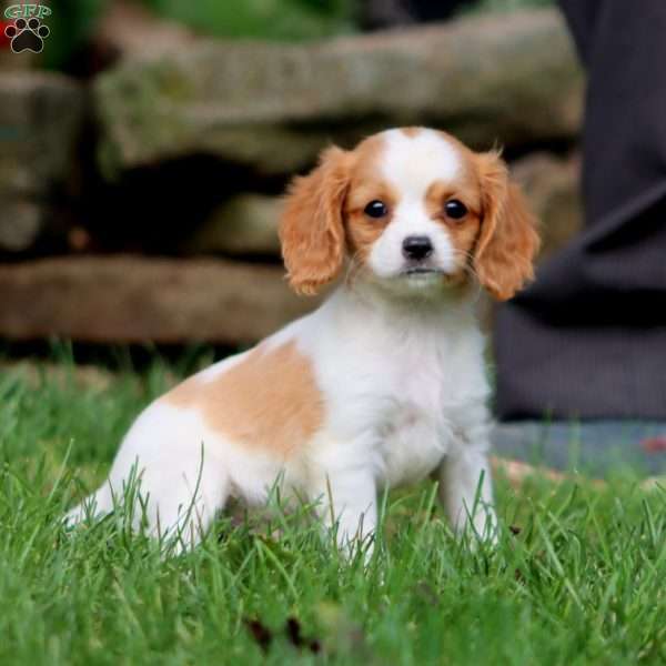 Jojo, Cavapoo Puppy