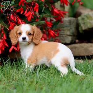 Jojo, Cavapoo Puppy
