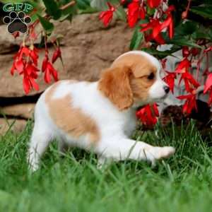 Jojo, Cavapoo Puppy