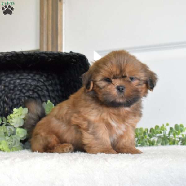 Jordan, Shih Tzu Puppy