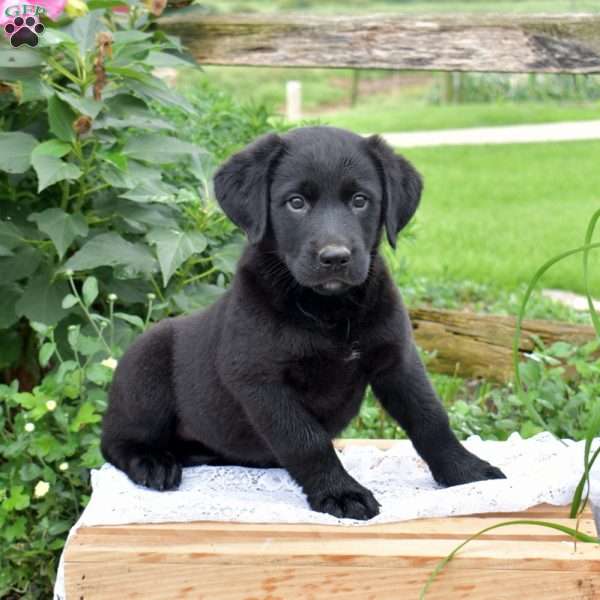 Jordan, Labrador Mix Puppy