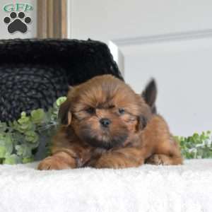 Jordan, Shih Tzu Puppy