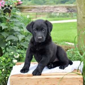 Jordan, Labrador Mix Puppy