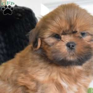 Jordan, Shih Tzu Puppy