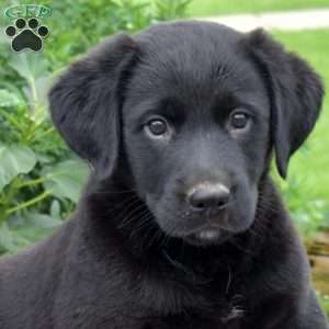 Jordan, Labrador Mix Puppy
