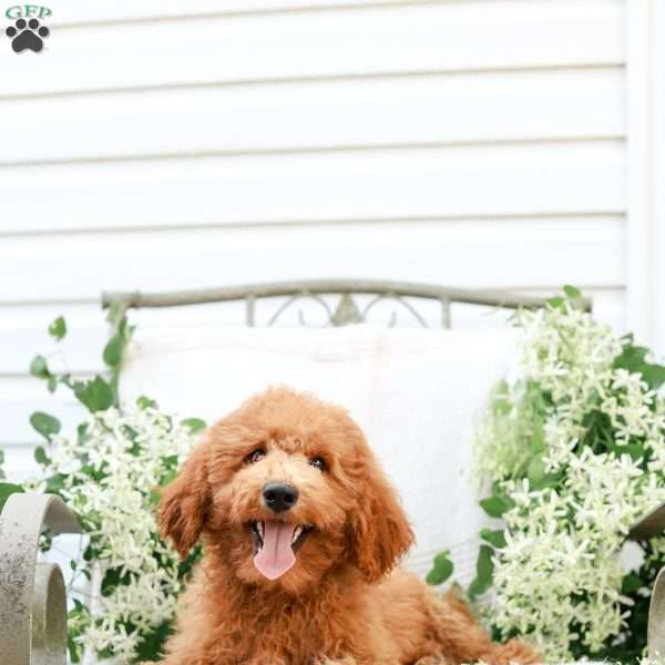 Jordan, Mini Goldendoodle Puppy