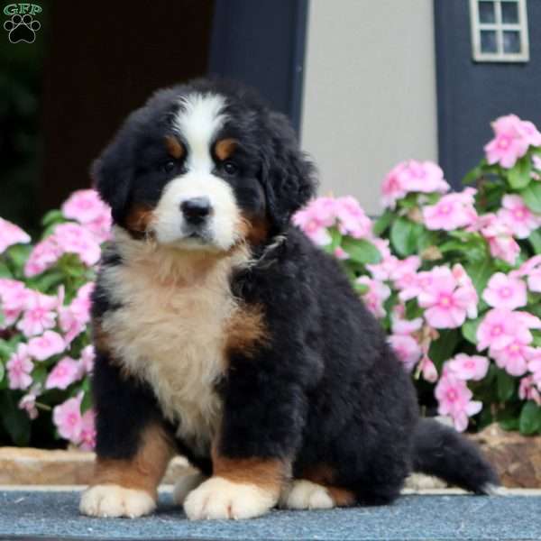Josh, Bernese Mountain Dog Puppy