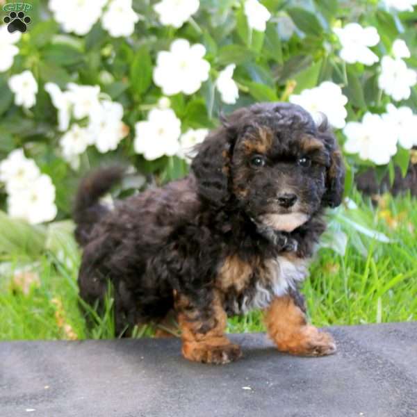 Josh, Maltipoo Puppy