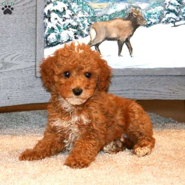 Josh, Miniature Poodle Puppy