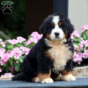 Josh, Bernese Mountain Dog Puppy