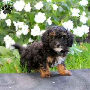 Josh, Maltipoo Puppy