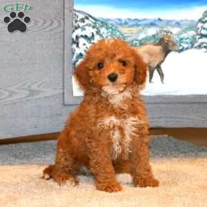 Josh, Miniature Poodle Puppy