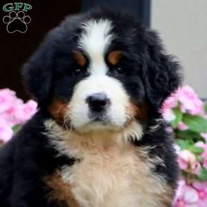 Josh, Bernese Mountain Dog Puppy