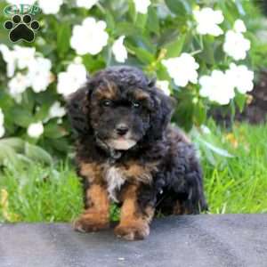 Josh, Maltipoo Puppy