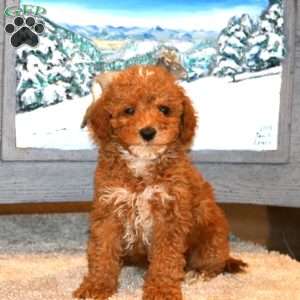Josh, Miniature Poodle Puppy
