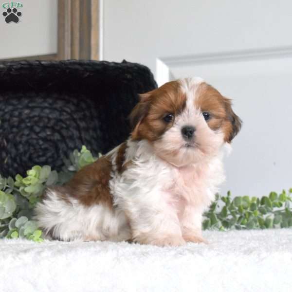 Josie, Shih Tzu Puppy