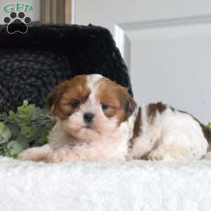 Josie, Shih Tzu Puppy