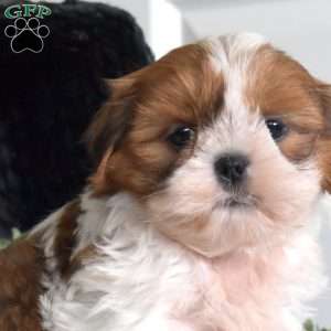 Josie, Shih Tzu Puppy