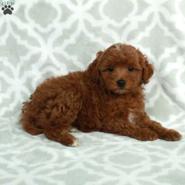 Joy, Mini Goldendoodle Puppy