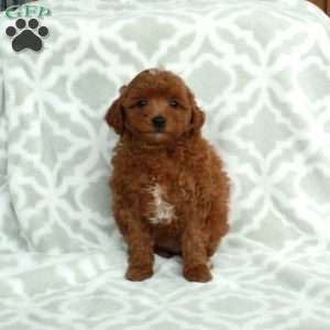 Joy, Mini Goldendoodle Puppy
