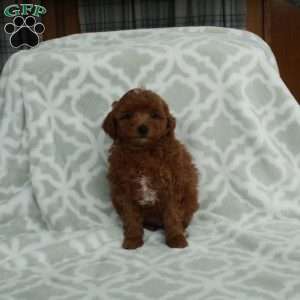Joy, Mini Goldendoodle Puppy