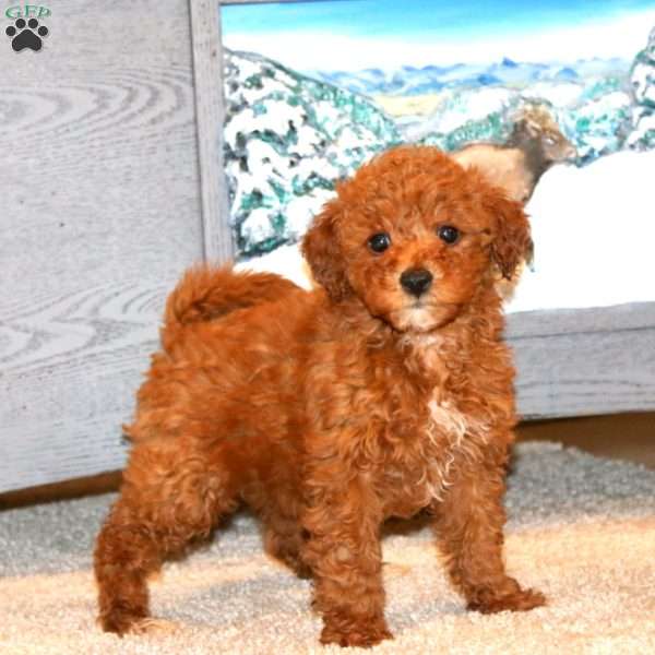 Joy, Miniature Poodle Puppy