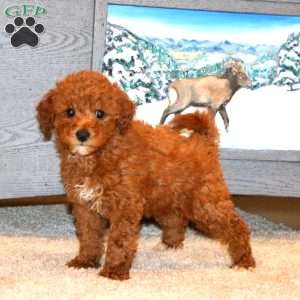 Joy, Miniature Poodle Puppy
