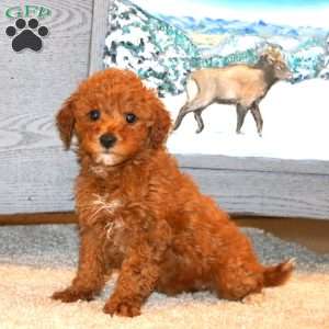 Joy, Miniature Poodle Puppy