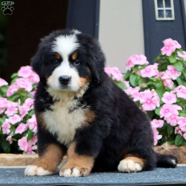 Jude, Bernese Mountain Dog Puppy
