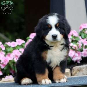 Jude, Bernese Mountain Dog Puppy