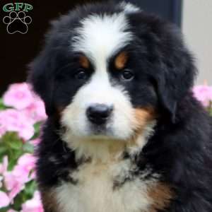 Jude, Bernese Mountain Dog Puppy