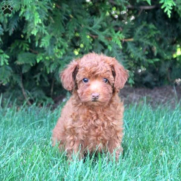 Juliet, Toy Poodle Puppy