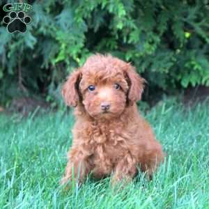 Juliet, Toy Poodle Puppy