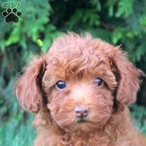 Juliet, Toy Poodle Puppy