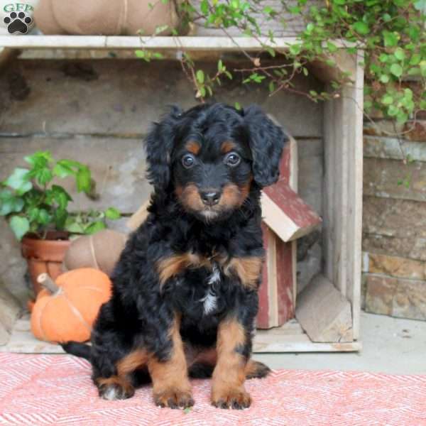 June, Mini Bernedoodle Puppy