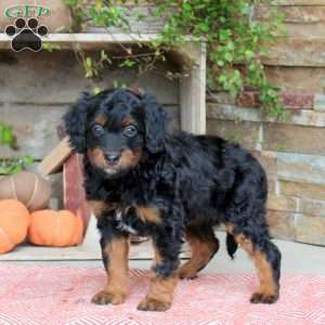 June, Mini Bernedoodle Puppy