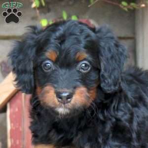 June, Mini Bernedoodle Puppy