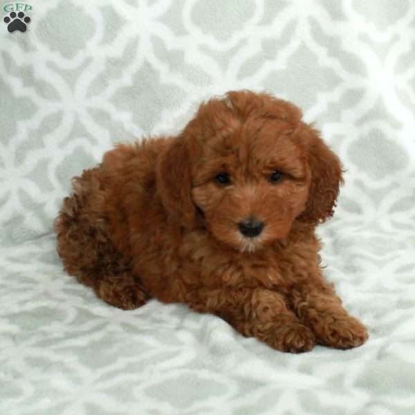 Juno, Mini Goldendoodle Puppy
