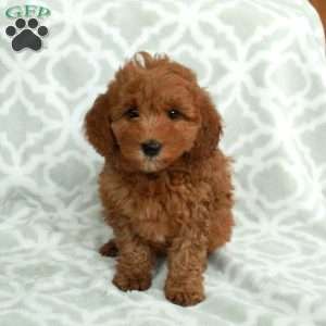 Juno, Mini Goldendoodle Puppy