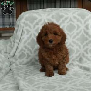 Juno, Mini Goldendoodle Puppy