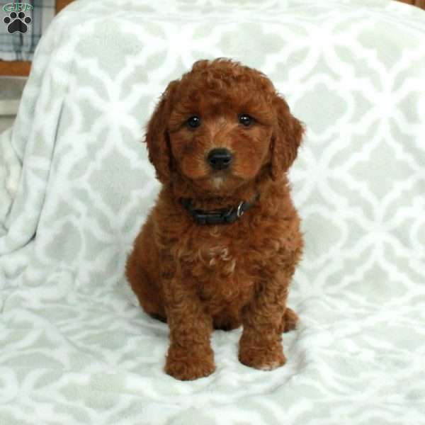 Jupiter, Mini Goldendoodle Puppy
