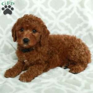 Jupiter, Mini Goldendoodle Puppy