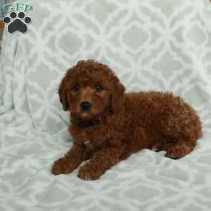 Jupiter, Mini Goldendoodle Puppy