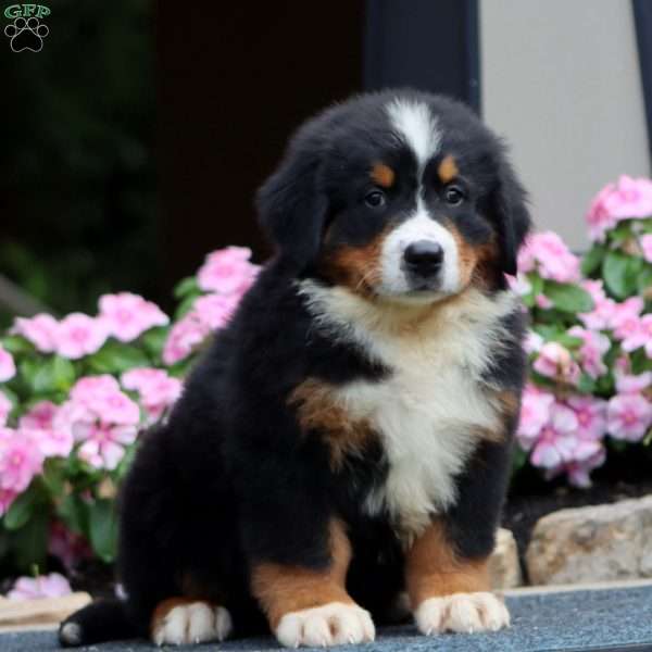 Justice, Bernese Mountain Dog Puppy