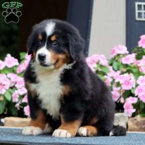 Justice, Bernese Mountain Dog Puppy
