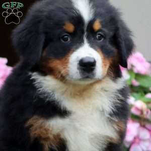 Justice, Bernese Mountain Dog Puppy