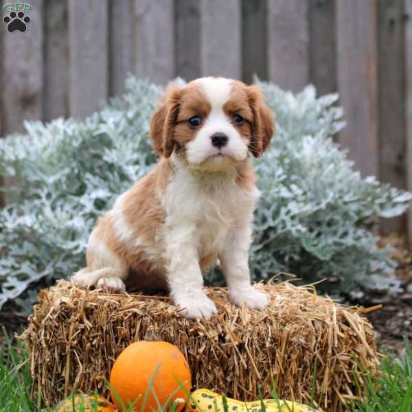 Justin, Cavalier King Charles Spaniel Puppy