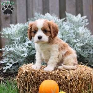 Justin, Cavalier King Charles Spaniel Puppy