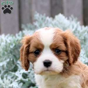 Justin, Cavalier King Charles Spaniel Puppy